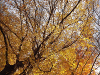 DSCF6193