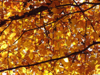 DSCF6196
