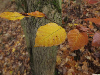 DSCF6206