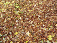 DSCF6212