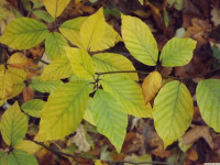 DSCF6237