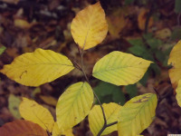 DSCF6238