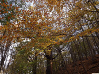 DSCF6239
