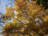 DSCF6240