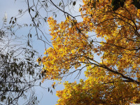 DSCF6241