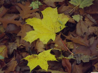 DSCF6243