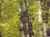 DSCF6263