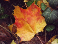 DSCF6285