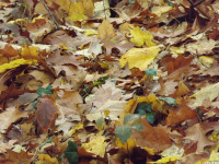 DSCF6290