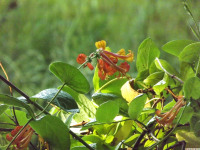 kwiat_1290