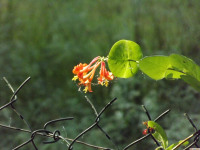 kwiat_1291