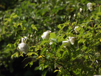 kwiat_1292