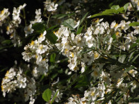 kwiat_1293