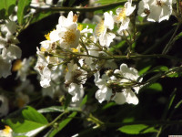 kwiat_1294