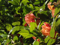 kwiat_1295
