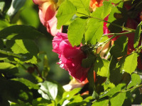 kwiat_1296