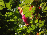 kwiat_1297