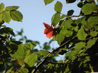 kwiat_1298