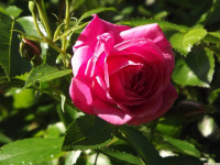 kwiat_1299