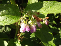 kwiat_1302