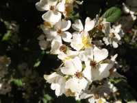 kwiat_1303