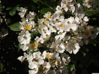 kwiat_1304