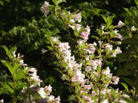 kwiat_1305