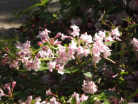 kwiat_1308