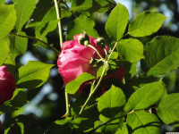 kwiat_1315