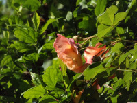 kwiat_1316