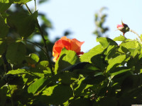 kwiat_1317