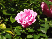 kwiat_1320
