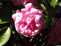 kwiat_1321