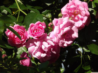 kwiat_1322