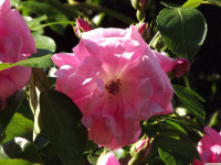 kwiat_1323