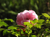 kwiat_1324
