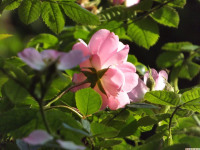 kwiat_1325