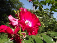 kwiat_1327