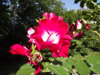 kwiat_1328