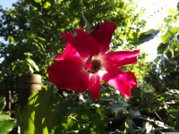 kwiat_1329