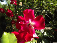 kwiat_1330