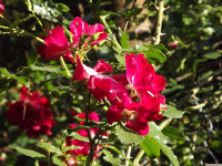 kwiat_1331