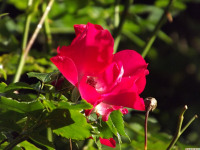 kwiat_1332