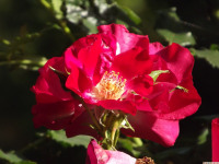 kwiat_1333