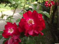 kwiat_1334