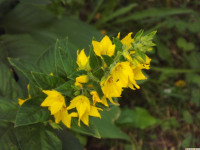 kwiat_1335