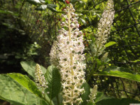 kwiat_1340