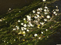 kwiat_1341