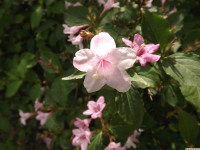 kwiat_1342