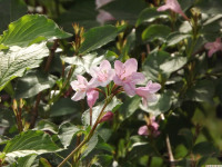kwiat_1343